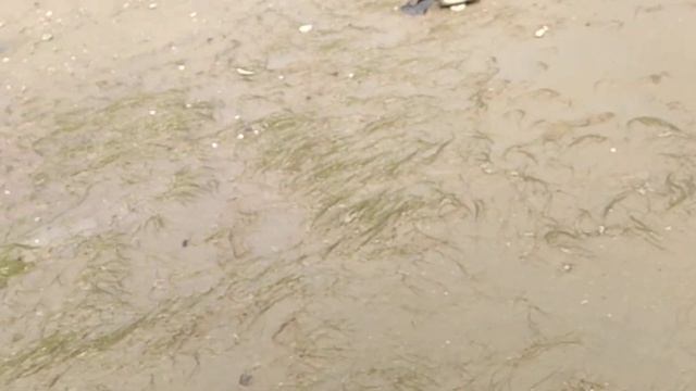 ловля крабов на азовском море. г Таганрог. часть 2