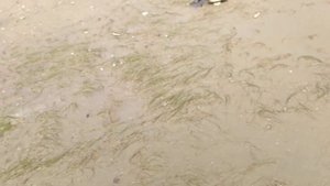 ловля крабов на азовском море. г Таганрог. часть 2