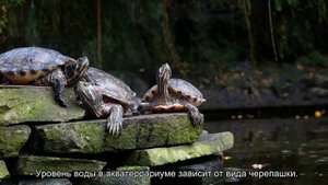 Как выбрать аквариум для черепахи?