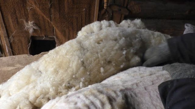 Весенняя стрижка овец. смотреть онлайн