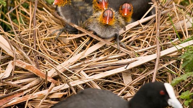 Australian Coot - New Zealand Bird Of The Week