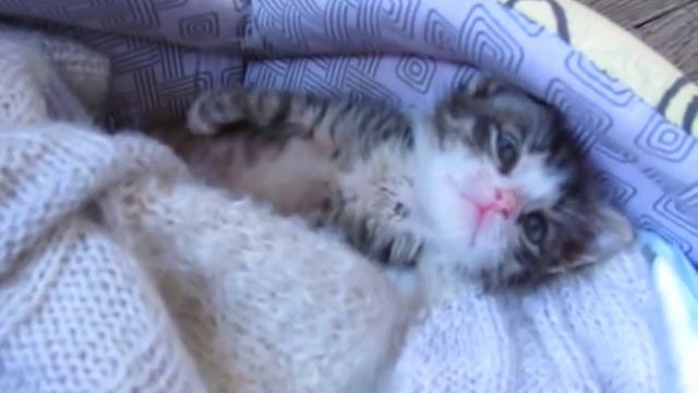 Язь смотреть онлайн