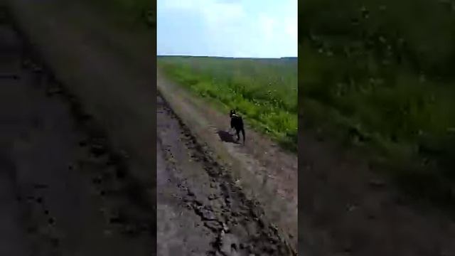 РЕЛ Цыган Яшка от Карата и Камы. смотреть онлайн