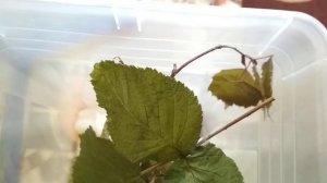 палочник листовидка