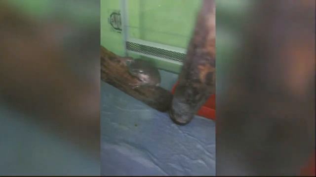 Австралийская голубая квакша смотреть онлайн