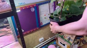 Подвязываем огурцы для выращивания дома в горшках