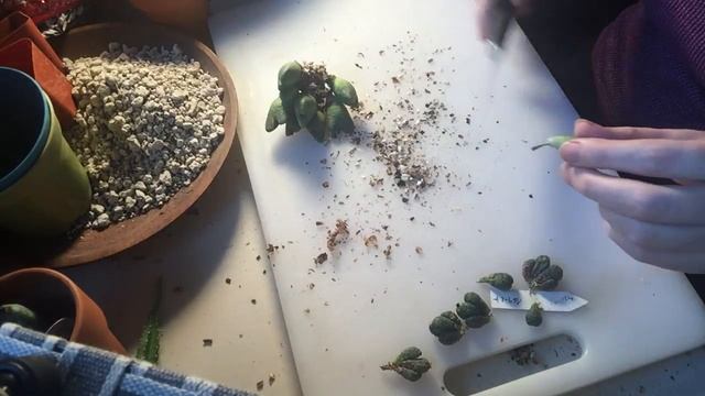 Conophytum Cuttings Demo And Discussion смотреть онлайн