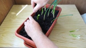 лук на перо, очень просто и быстро