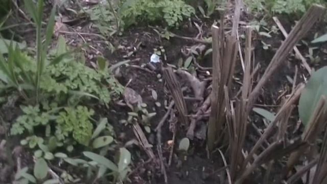 Как финик пережил русскую зиму в открытом грунте смотреть онлайн