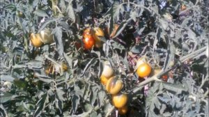 ТОМАТ САХАРНАЯ СЛИВА ЖЕЛТАЯ - УНИВЕРСАЛЬНЫЙ ПРОДОЛЖИТЕЛЬНОГО ХРАНЕНИЯ СКОРОСПЕЛЫЙ СОРТ