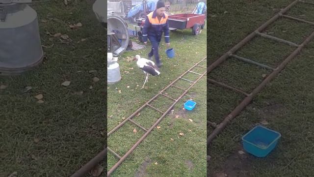 аист и человек. Дядя Леша и его друг Флигер смотреть онлайн