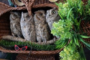 Музей СОВушек в Токсово.