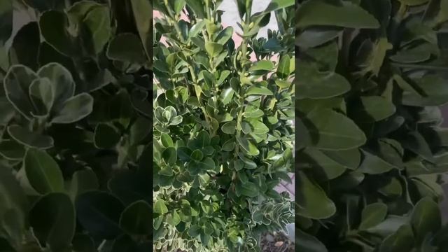 СЕГОДНЯ МЫ ЕДЕМ? К ФАРИЗЕ В САЛОН КРАСОТЫ ? смотреть онлайн