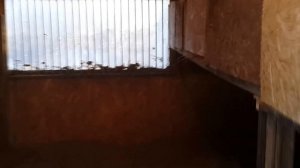 Свинарник Свиньи крупная белая и естественная вентиляция зимой