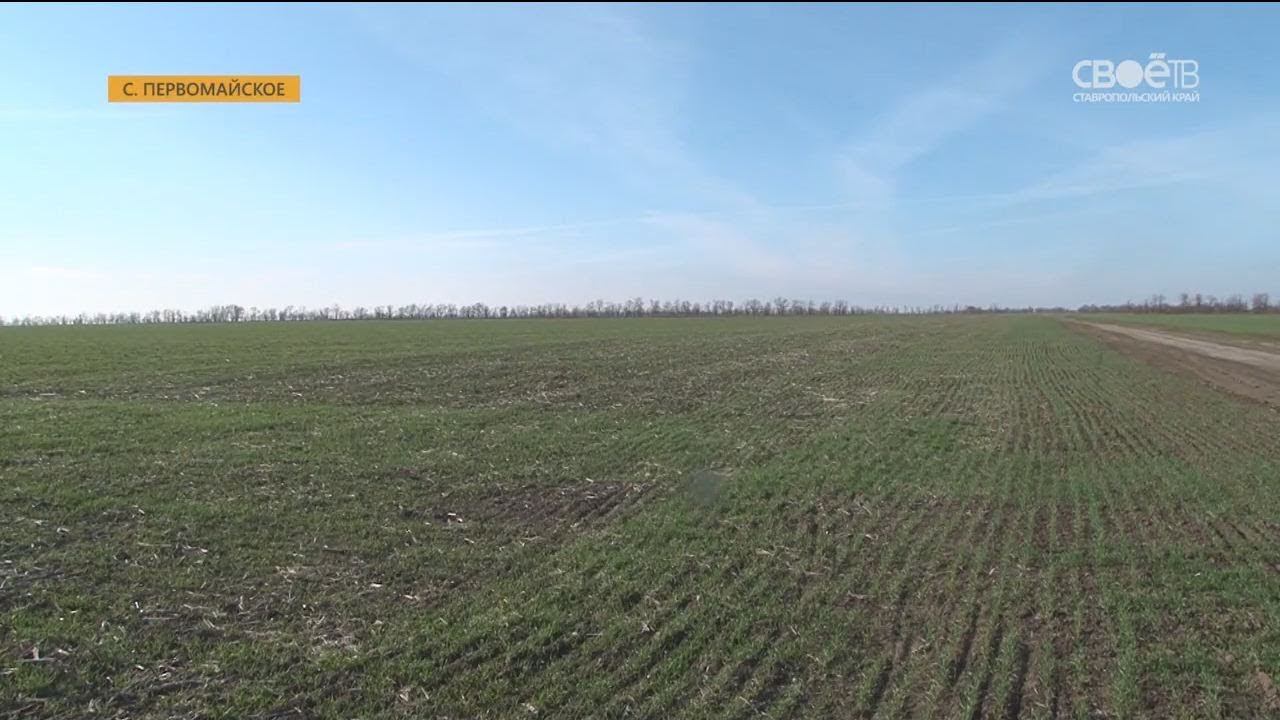 Паи в ставропольском крае. Село Первомайское Ставропольский край. Село Первомайское Ставропольский край Ипатовский район. Село Софиевка Ипатовский район. Природа Ипатовского района.