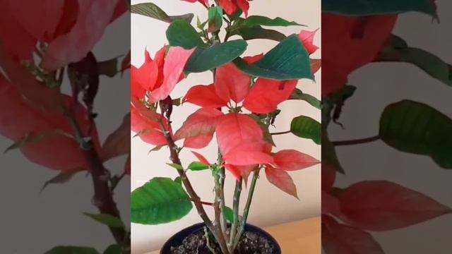 Пуансетия. Как размножить. смотреть онлайн