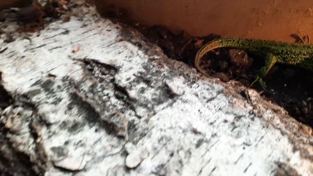 Знакомство ящерок