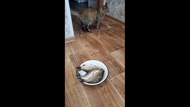 Я не ем сырую рыбу ! #sorts смотреть онлайн