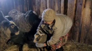 Степанова Н.А. "Зверьё моё!"