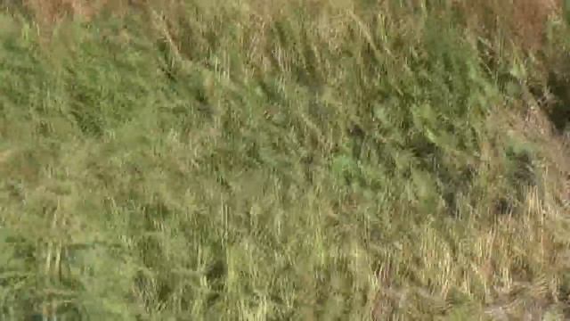 Решили помочь Игорю Барабаш выкопать картофель. 280 лунок. Сено почём? 14. 09. 2018 смотреть онлайн