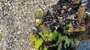 Поиск морепродуктов:мидии,рапаны,крабы