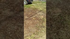 корчевание пня с помощью бензопилы