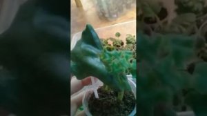 Фиалочные чудеса! Сорт АВ Купидон