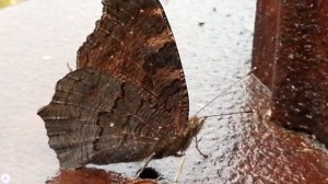 Павлиний глаз в сентябре