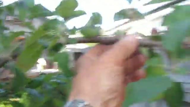 Как плодоносит яблоня после применения агроприёмов ( перетяжка ветки)