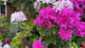 ПЕЛАРГОНИИ! Лилово-Белое кашпо! Pelargonium Toscana Moonflair Amethyst in my garden in London