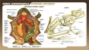 Урок №19 "Тип Хордовые. Класс Земноводные"