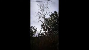 Прививка груши на старую рябину.
