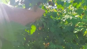 И снова Нижегородец. Самый ранний с шикарной ягодой