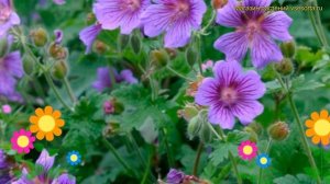 Герань гибридная Дейли Блю. Краткий обзор, описание характеристик geranium hybrid Daily Blue