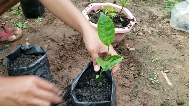 How to grow jackfruit from seed смотреть онлайн