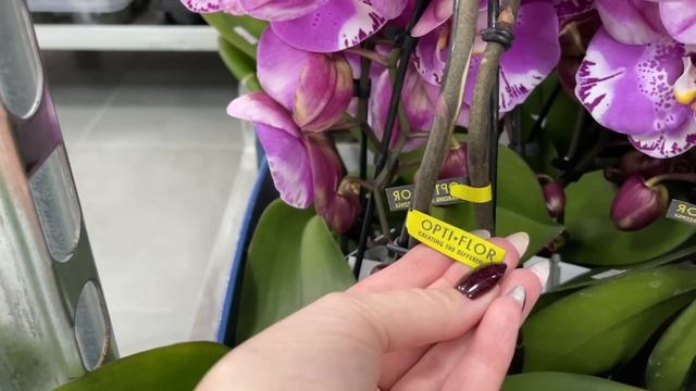 ? ПРОДАЖА ОРХИДЕЙ 10.05.23 Редкие, Эксклюзивные сорта. Орхидея бабочка Art Noveau. Купить орхидею.