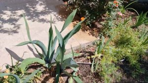 как я превращаю солончак в культурную почву