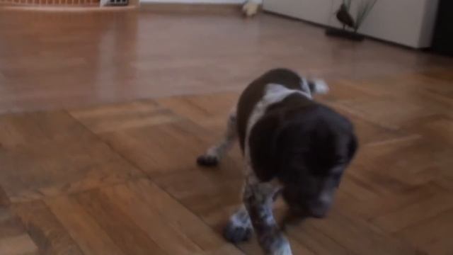 Щенкам курцхаара Артемидаз Догз 6 недель. смотреть онлайн