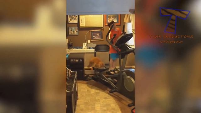 Самые Смешные Видео За Все Время | Самые лучшие и самые смешные моменты с кошкой Смешной кот