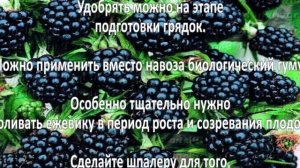 Выращивание ежевики. Как выращивать ежевику?