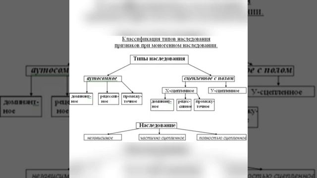 Типы наследования признаков у человека.