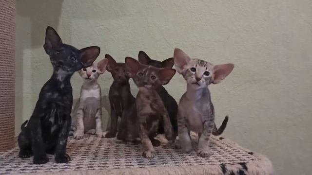 Ориентальные котята