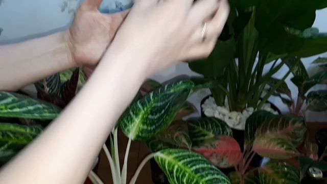 Аглаонемы уход, моя коллекция смотреть онлайн