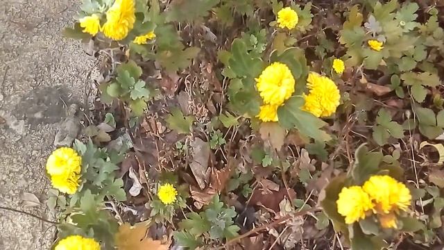 Мои растишки №42 /Осенью на даче/ краски уходящего сезона смотреть онлайн