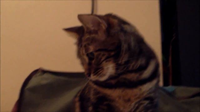 My Bengal Cats Playing with a Miniature Flea Market Shopping Cart смотреть онлайн