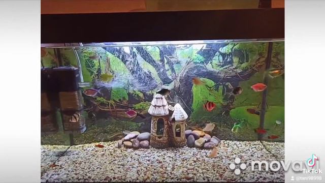#аквариум #aquarium #аквариумныерыбки #аквариумистика #рыбки #aquariumlife #aquariumfish  #барбус