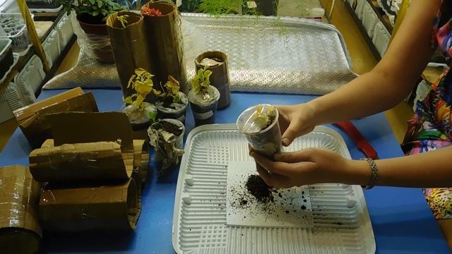 ?ПОСЫЛКА С ЖИВЫМИ ЦВЕТАМИ ! (пеларгонии, бугенвиллии, кроссандра) РАСПАКОВКА И РЕЗУЛЬТАТ !!! ? смотреть онлайн