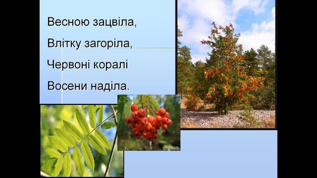 Будова рослин-біологія 6 клас смотреть онлайн