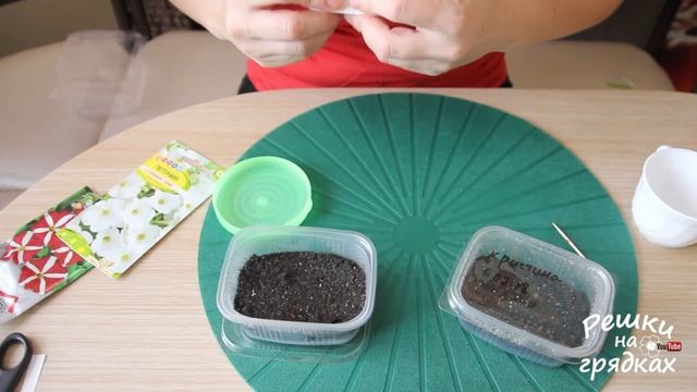 Как посеять петунию ПРОСТОЙ СПОСОБ | Замиокулькас уход в домашних условиях смотреть онлайн