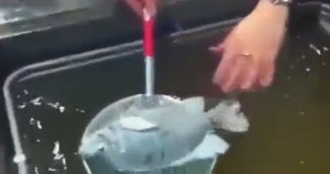 Экспресс заморозка рыбы